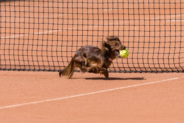 Bild 73 - RL TC an der Schirnau - SV Zehlendorfer Wespen : Ergebnis: 9:0